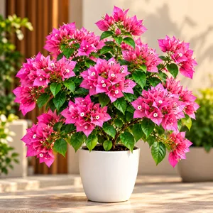 Bougainvillea