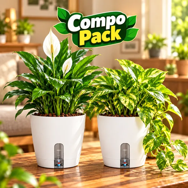 Peace Lily & Golden Pothos Combo Pack