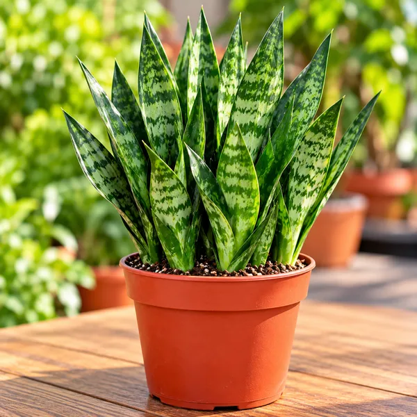 Sansevieria Varieties