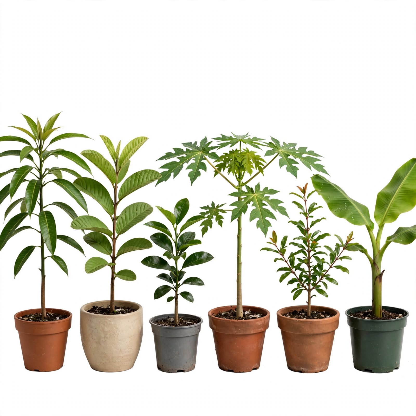 Fruit Plants